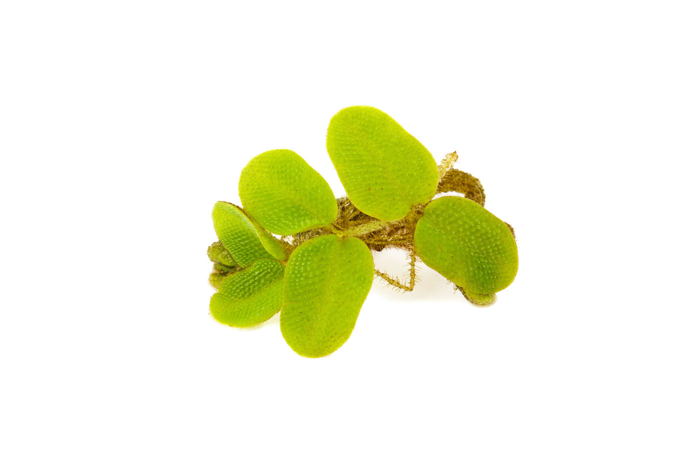 Lemna/Duckweed On White Background